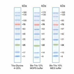 BlueRAY Prestained Protein Ladder BM006-0500 5x500ul Pack