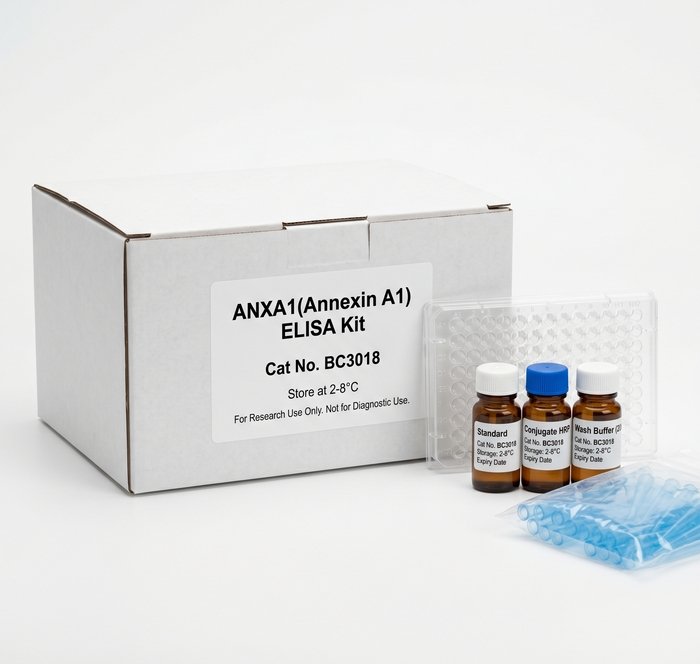 ANXA1 Annexin A1 ELISA Kit 96 Test Human Rat Mouse Rabbit