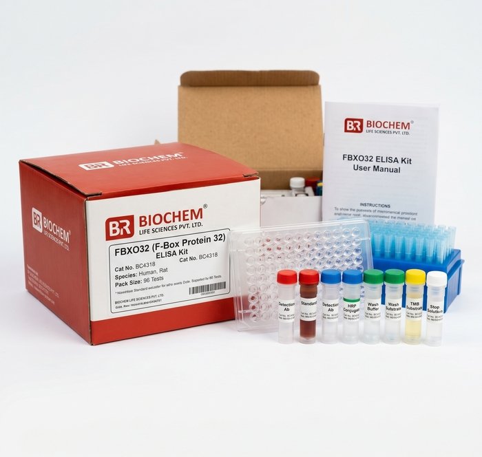 FBXO32 ELISA Kit - High Sensitivity Assay (96 Tests)