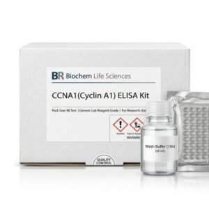 BC4081 Human CCNA1 ELISA Kit 96 Test