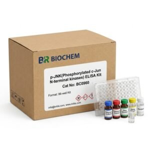 Rat p-JNK Phosphorylated c-Jun ELISA Kit 96 Test BC0960