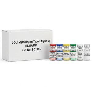 COL1a2 Collagen Type I Alpha 2 ELISA Kit BC1985 96 Test