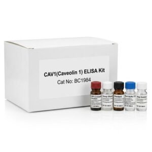 CAV1 Caveolin 1 ELISA Kit 96 Tests