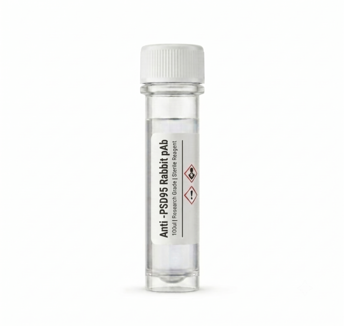 Anti-PSD95 Rabbit Polyclonal Antibody 100ul BC11277