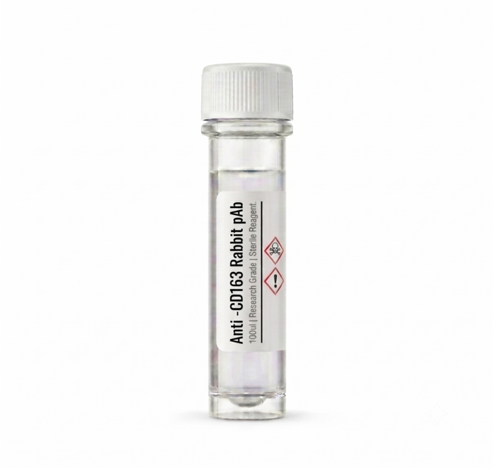 Anti-CD163 Rabbit Polyclonal Antibody 100ul