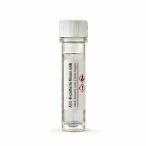Anti-E-cadherin Mouse mAb (BC12082) 100ul