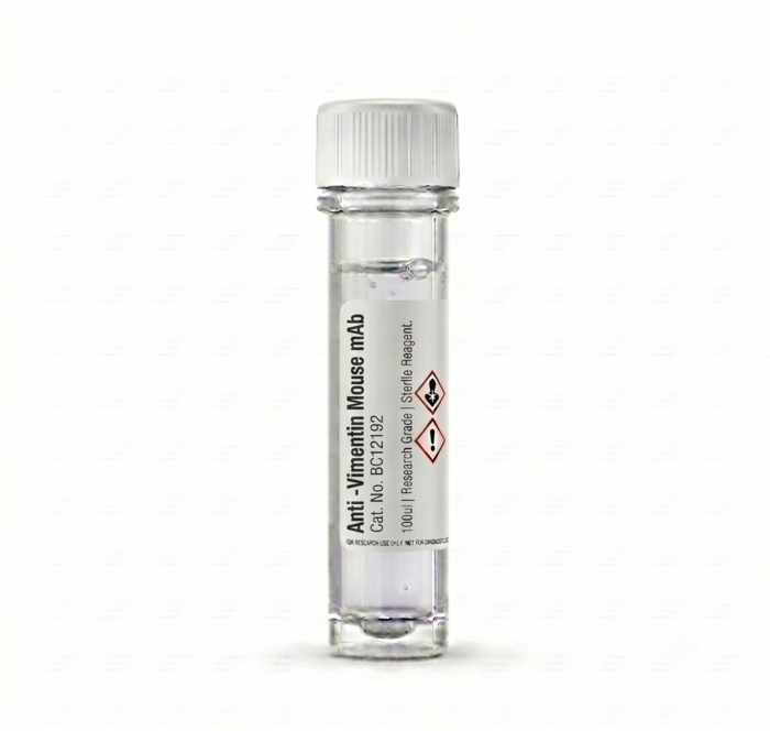 Anti-Vimentin Mouse mAb BC12192 100ul
