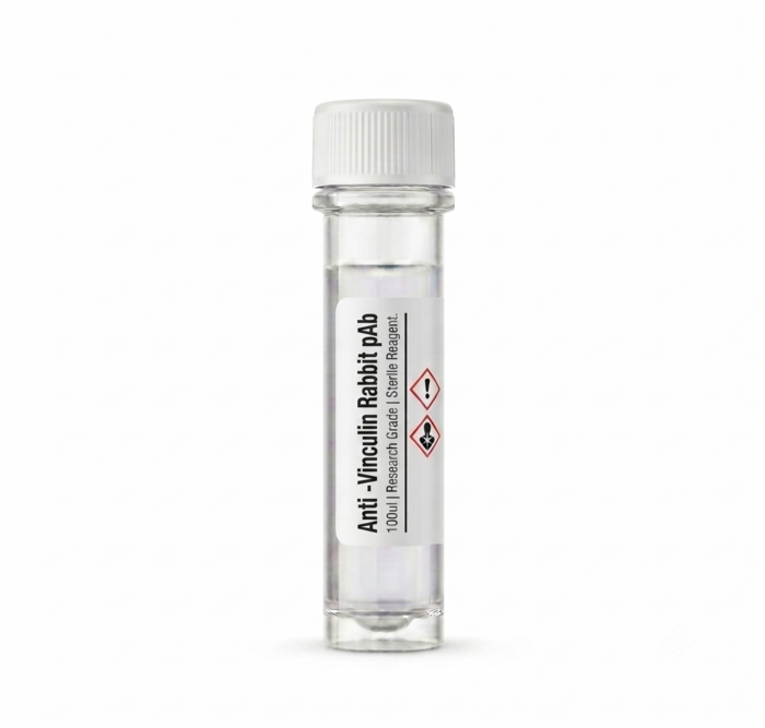 Anti-Vinculin Rabbit Polyclonal Antibody 100ul BC111328