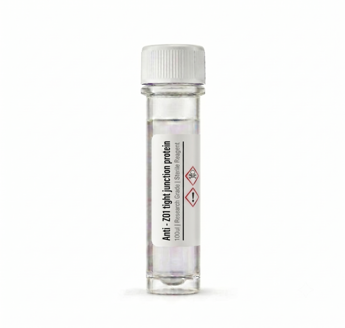Anti-ZO1 Tight Junction Protein Rabbit Polyclonal Antibody