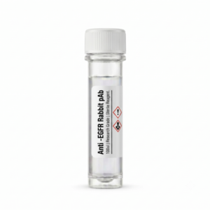 Anti-EGFR Rabbit Polyclonal Antibody 100ul