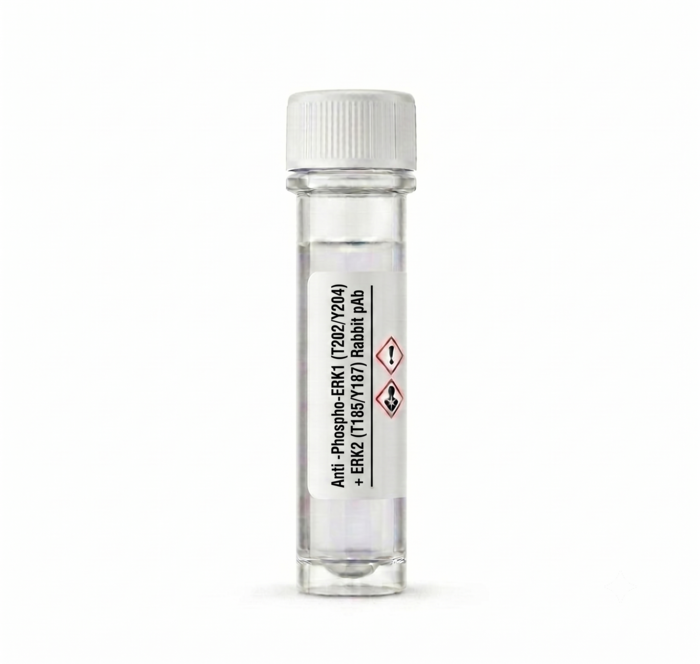 Anti-Phospho-ERK1/2 Rabbit pAb 100ul (BC113492)