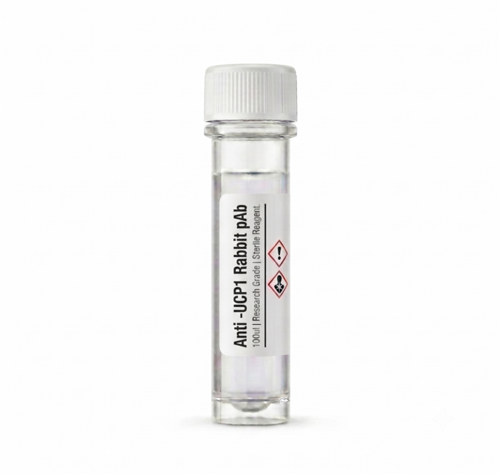 Anti-UCP1 Rabbit Polyclonal Antibody 100ul BC112174