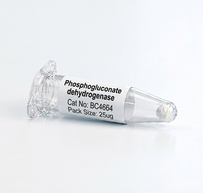 Phosphogluconate Dehydrogenase BC4664 Enzyme