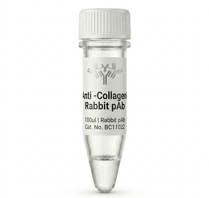 Anti-Collagen I Rabbit Polyclonal Antibody BC11022 100ul