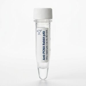 Anti-PCNA Rabbit pAb Antibody 100ul