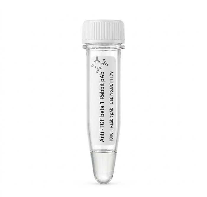 Anti-TGF beta 1 Rabbit pAb - 100ul
