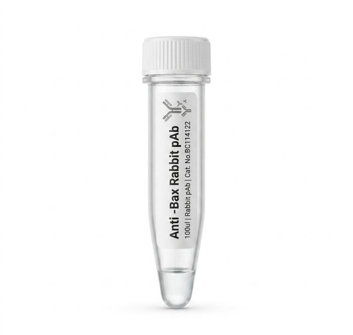 Anti-Bax Rabbit Polyclonal Antibody 100ul BC114122