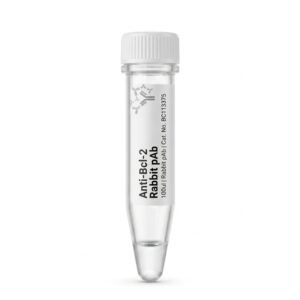 Anti-Bcl-2 Rabbit Polyclonal Antibody 100ul BC113375