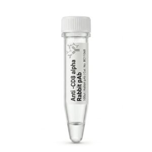 Anti-CD8 alpha Rabbit Polyclonal Antibody BC11068 100ul