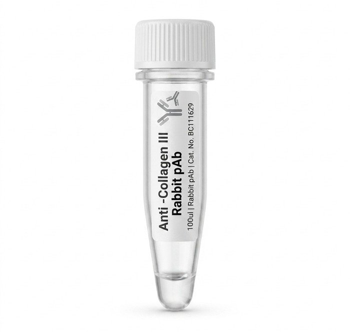 Anti-Collagen III Rabbit Polyclonal Antibody 100ul BC111629