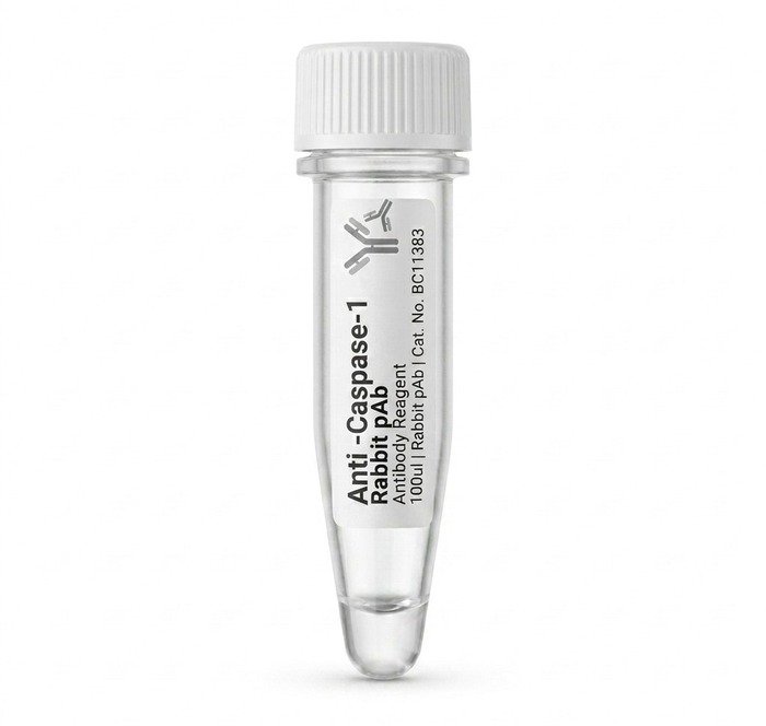 Anti-Caspase-1 Rabbit pAb 100ul BC11383