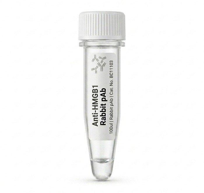 Anti-HMGB1 Rabbit Polyclonal Antibody 100ul BC11103