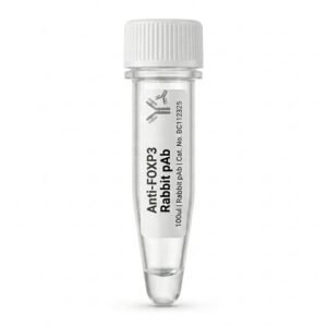 Anti-FOXP3 Rabbit Polyclonal Antibody 100ul BC112325