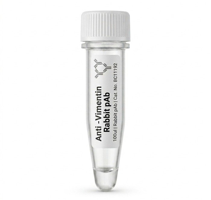 Anti-Vimentin Rabbit Polyclonal Antibody 100ul BC11192