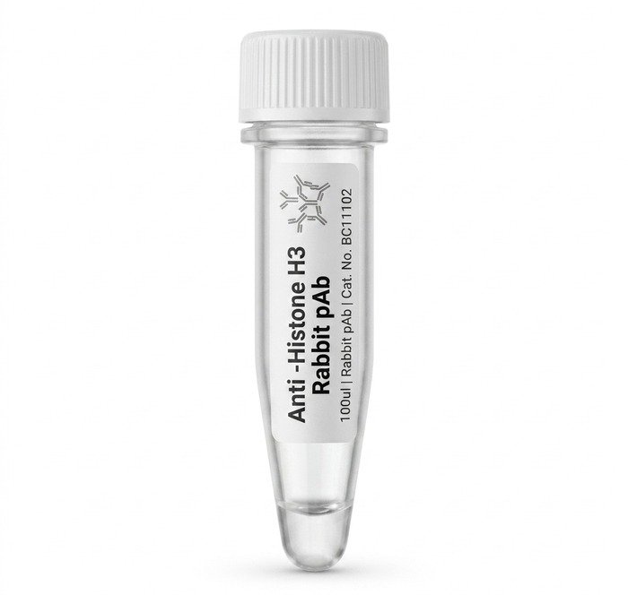 Anti-Histone H3 Rabbit Polyclonal Antibody 100ul BC11102