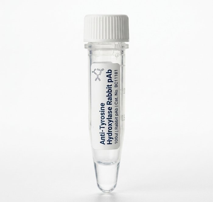 Anti-Tyrosine Hydroxylase Rabbit pAb 100ul (BC11181)