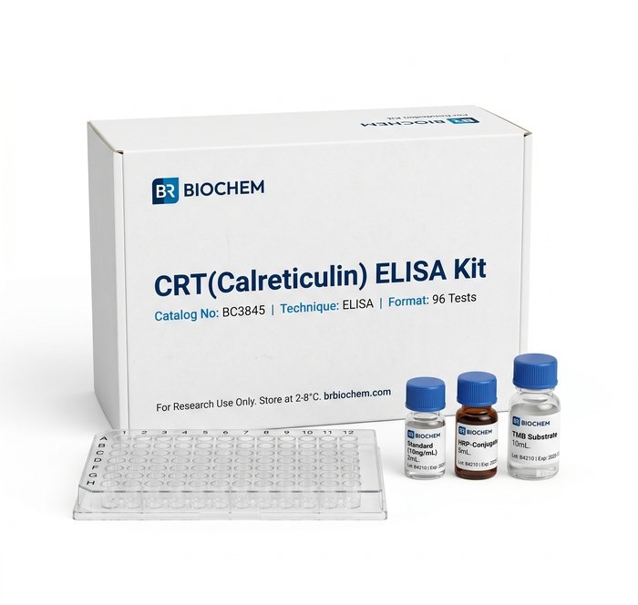 BC3845 Calreticulin ELISA Kit 96 Tests
