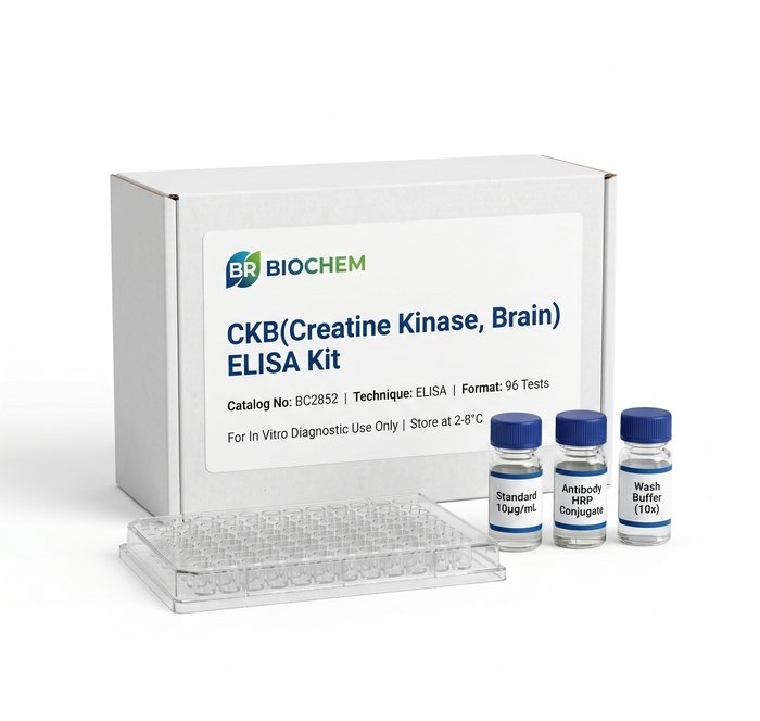 BC2852 CKB Creatine Kinase Brain ELISA Kit 96 Test
