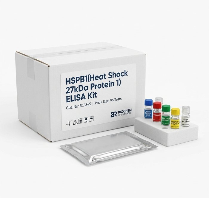HSPB1 ELISA Kit 96 Test - Human Rat Mouse Cattle