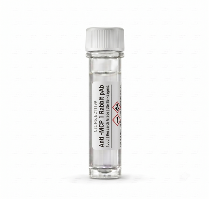 Anti-MCP-1 Rabbit Polyclonal Antibody 100ul