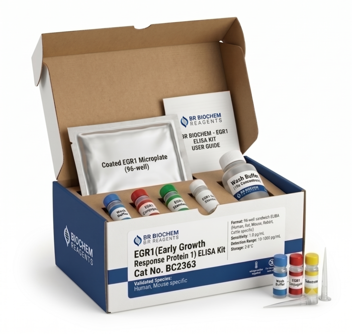 EGR1 ELISA Kit (BC2363) - High Sensitivity Human & Mouse