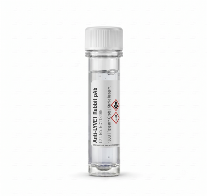Anti-LYVE1 Rabbit Polyclonal Antibody 100ul BC113499