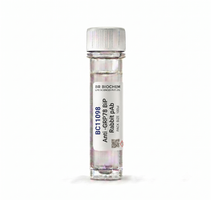 Anti-GRP78 BiP Rabbit Polyclonal Antibody 100ul BC11098