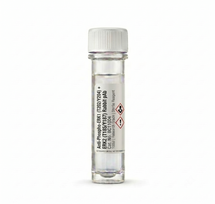 Anti-Phospho-ERK1 T202/Y204 ERK2 T185/Y187 Rabbit pAb 100ul