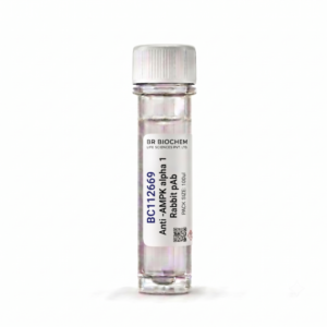 Anti-AMPK alpha 1 Rabbit pAb 100ul Research Antibody