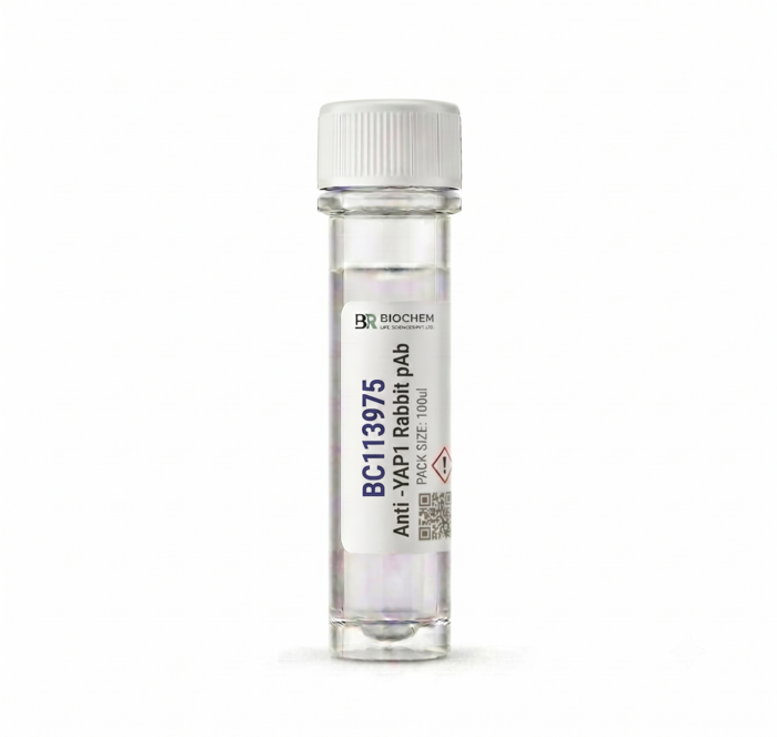 Anti-YAP1 Rabbit pAb - 100ul Research Antibody