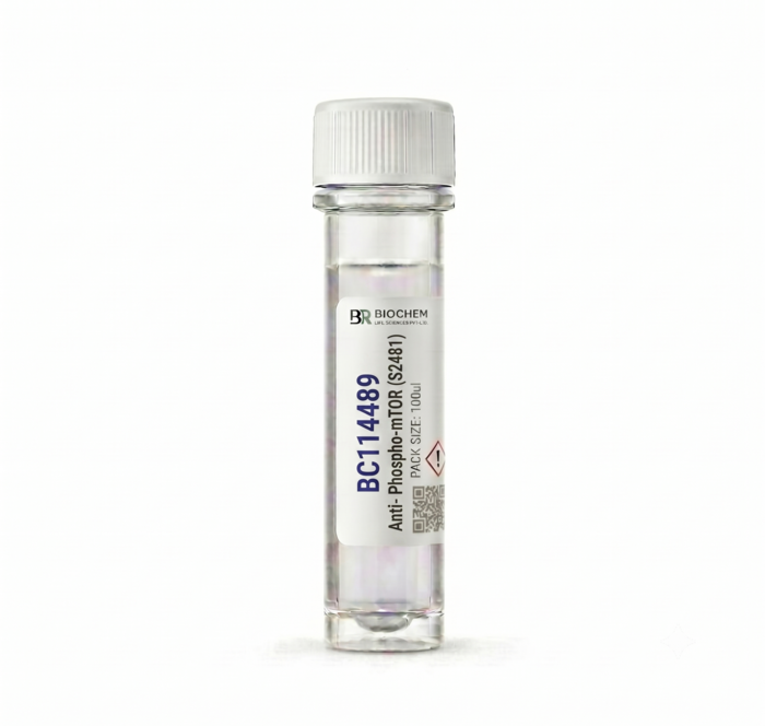 Anti-Phospho-mTOR (S2481) Rabbit pAb 100ul