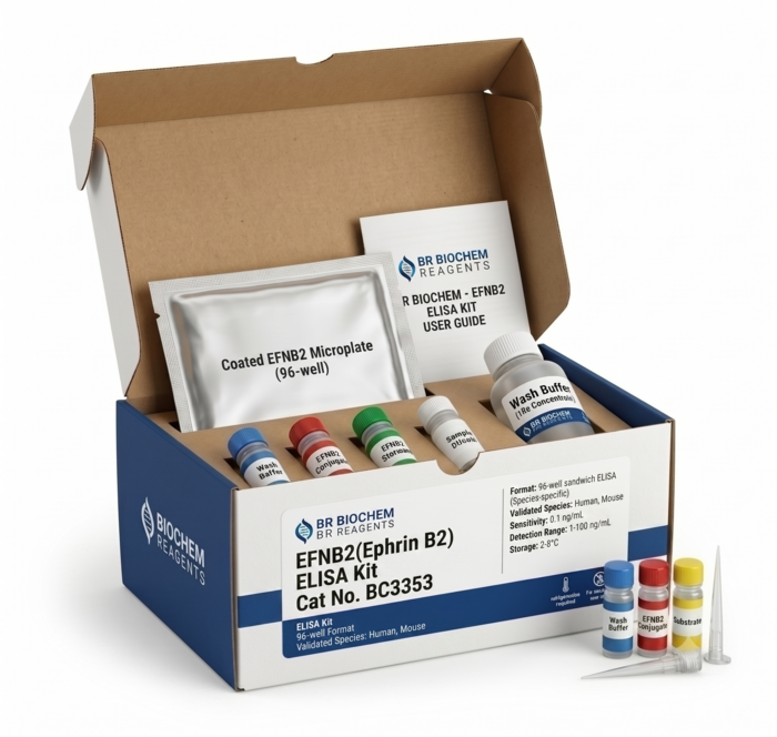 EFNB2 Ephrin B2 ELISA Kit 96 Test Human Mouse