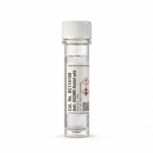 Anti-GSDMD Rabbit Polyclonal Antibody 100ul BC114198
