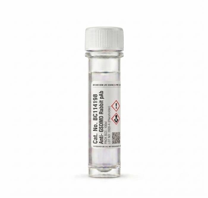 Anti-GSDMD Rabbit Polyclonal Antibody 100ul BC114198