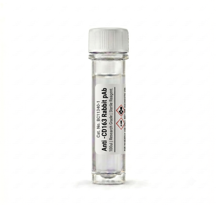 Anti-CD163 Rabbit pAb 100ul Antibody BC11340-1