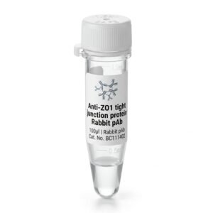Anti-ZO1 Tight Junction Protein Rabbit Polyclonal Antibody