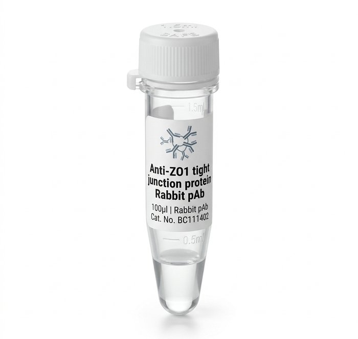 Anti-ZO1 Tight Junction Protein Rabbit Polyclonal Antibody