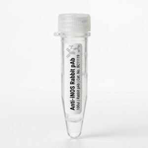 Anti-iNOS Rabbit Polyclonal Antibody - 100ul