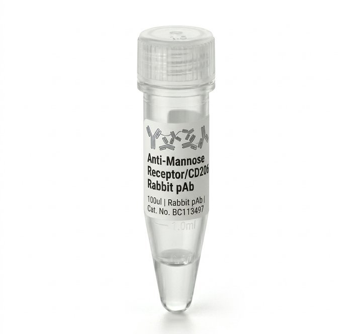 Anti-Mannose Receptor CD206 Rabbit Polyclonal Antibody 100ul