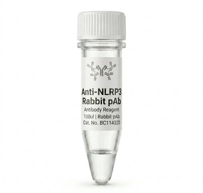 Anti-NLRP3 Rabbit Polyclonal Antibody 100ul